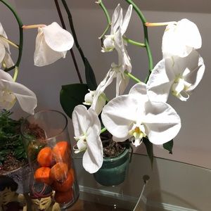 Meet your Posher, Sepi